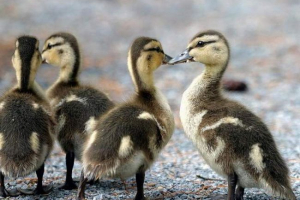 W mińsku małe kaczątka uratowani od pracowników śmierci ministerstwa sytuacjach